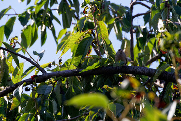 Sparrow sits on the branches of a cherry tree.