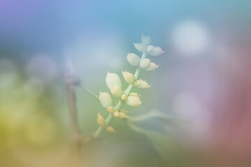 Beautiful tropical succulent plant with shallow depth of field