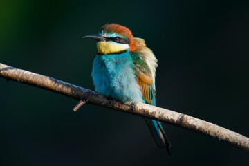 A Golden bee eater sits on a branch on a dark background