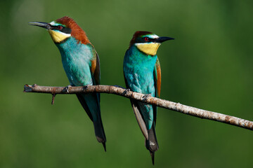 A Golden bee eater sits on a branch on a green background