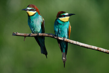 A Golden bee eater sits on a branch on a green background