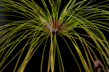 Tropical ornamental  grass plant on black background