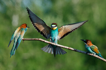 European Bee-eater comes in to land on a branch with another bee-eater