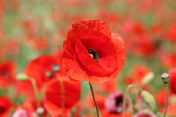 Red poppy flower  on the meadow, symbol of Remembrance Day or Poppy Day