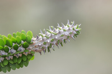 Exotic Cactus plant close up with shallow depth of field