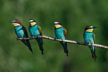 Four in one bee Eater branch