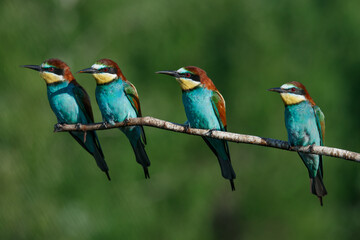 Four in one bee Eater branch