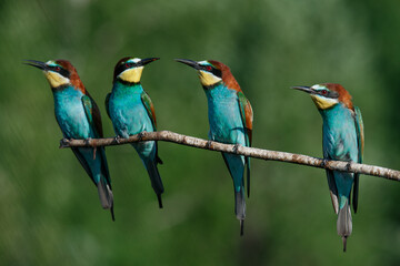Four in one bee Eater branch