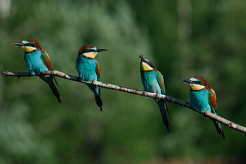 Four in one bee Eater branch