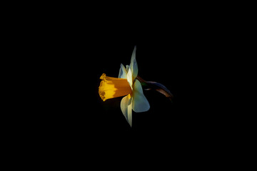 Fototapeta na wymiar Narcissus flower close up shot on black background 