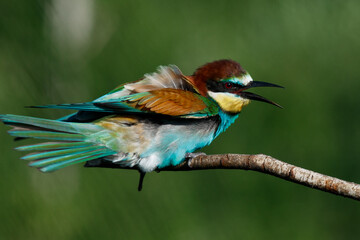 European Bee-eater comes in to land on a branch with another bee-eater