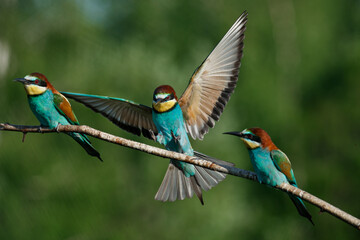European Bee-eater comes in to land on a branch with another bee-eater