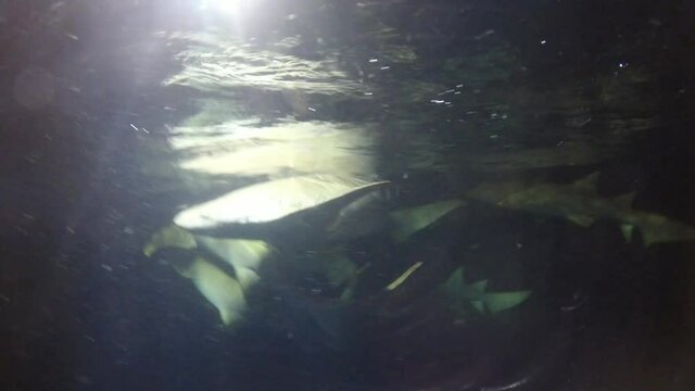Close up of Nurse Sharks (Ginglymostoma cirratum) at night