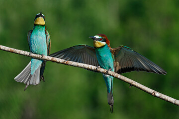 European Bee-eater comes in to land on a branch with another bee-eater