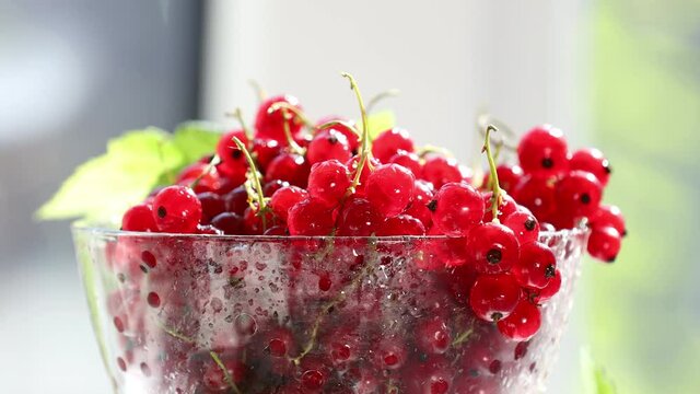 Ripe red currant with water drops and green leaves in glass dish move in frame. Green sunny garden out focus behind window. 