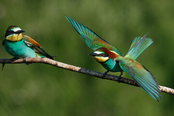 European Bee-eater comes in to land on a branch with another bee-eater