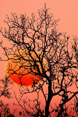 Tree Silhouette with sunset/ background          