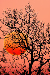 Obraz premium Tree Silhouette with sunset/ background 