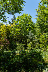 Landscaped garden with evergreen and deciduous trees. Original multi-color landscape of pines, thuja, boxwood and other relic plants. Nature concept for design.