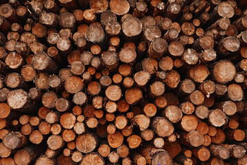 Fototapeta premium Wall of folded sawn logs. Wood texture. Background of forest and nature. Firewood pattern closeup.