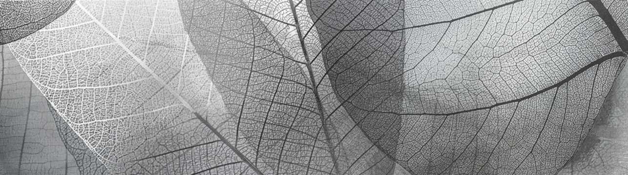 texture abstract black and white pattern of transparent leaves © serikbaib