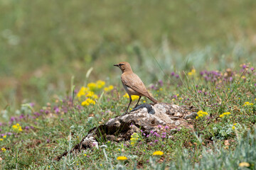 Isabelline Wheatear (Oenanthe isabellina) perched on a stone in a beautiful field of flowers