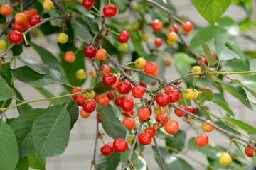 a cherry tree in the garden, and small red cherries ripen on the tree in June
