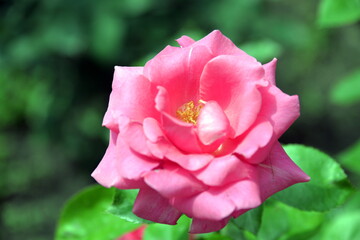 bright, beautiful rose flower, growing in the garden, Sunny day.