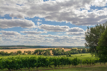 Naklejka premium sommerlandschaft rheinhessen