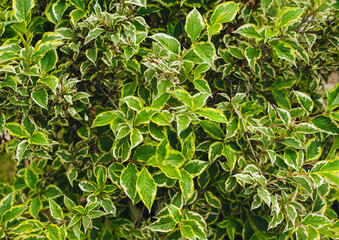 Texture, background of green foliage weigels.