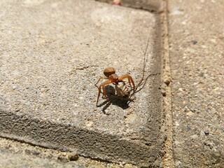 Spider carries next animal in its jaws