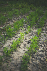 Young carrots in sandy soil. Home gardening concept.