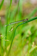 dragonfly on the grass