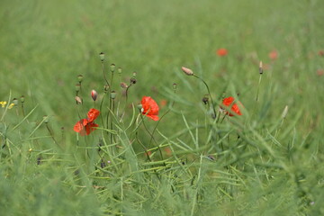 wildflowers, daisies and poppies grow by themselves on the side of the field
