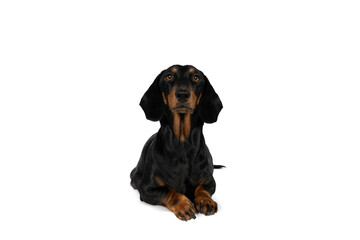 Portrait of a black and tan dachshund dog lying isolated on a white background
