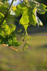 A bunch of young green unripe grapes on a sunset background.