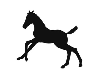 Cute colt frolics on the loose, vector silhouette