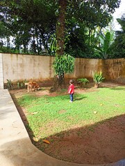 crian&ccedil;a brincando com cachorro