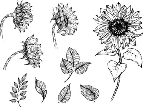 Linear sunflowers and leaves. perfect for invitation cards, autumn and summer decor, greeting cards, posters, scrapbooking, print, wallpaper, wrapping paper, textile, design, wedding invitation