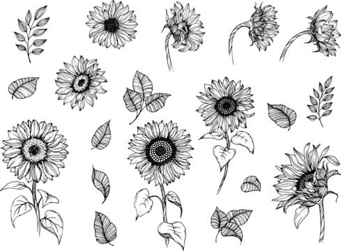 Linear sunflowers and leaves. perfect for invitation cards, autumn and summer decor, greeting cards, posters, scrapbooking, print, wallpaper, wrapping paper, textile, design, wedding invitation