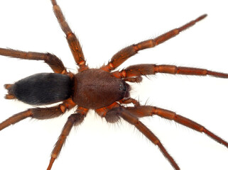 Obraz premium Mouse spider isolated on white background, Scotophaeus blackwalli