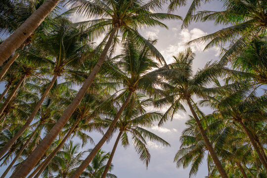 Photo of many palm trees