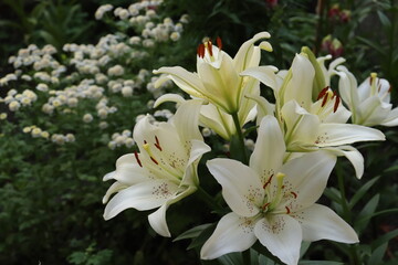 Obraz na płótnie Canvas white lily flowers on a dark background