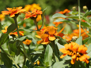 Zinnia angustifolia, Narrowleaf zinnia or creeping zinnia with hemispheric head of flowers with bright orange ray corollas and stems with elliptic leaf 