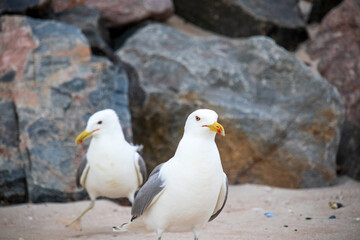 Obraz premium two seagulls are walking along the seashore among the stones