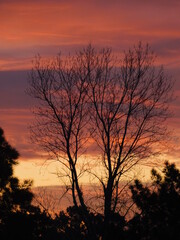 sunset in the forest