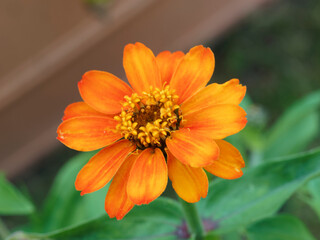 Zinnia angustifolia | Narrowleaf zinnia or creeping zinnia. Close up of bright orange and yellow tinted flower head 