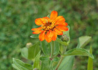 Zinnia angustifolia | Narrowleaf zinnia or creeping zinnia. Close up of bright orange and yellow tinted flower head 