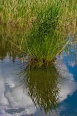 Obraz premium Seegras im Wasser