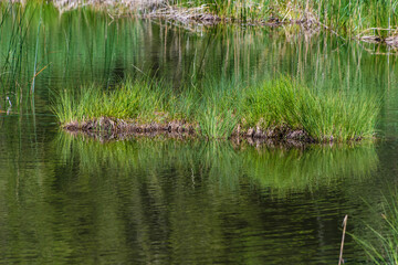 Fototapeta na wymiar Ufer eines Teichs mit Schild und Spiegelung im Wasser